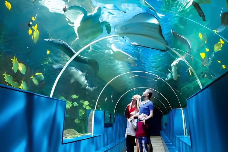 اكواريوم سي لايف برايتون Aquarium Sea Life Brighton