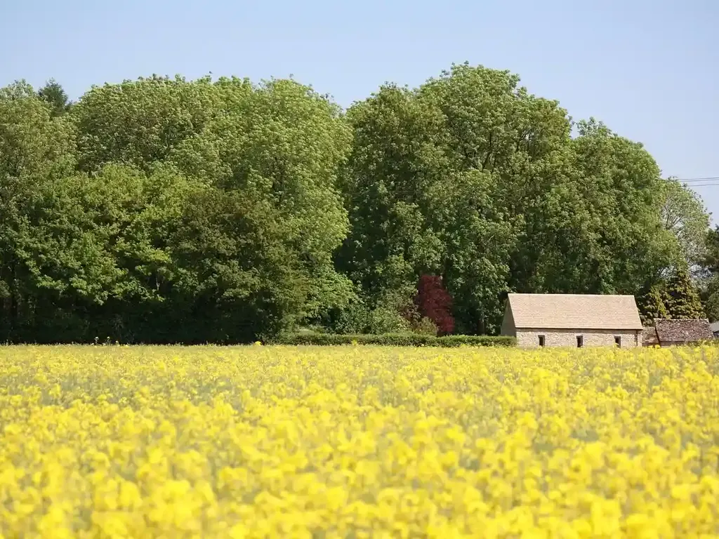 A rapeseed field beside a stone barn in the English countryside between the Cotswolds and Bath