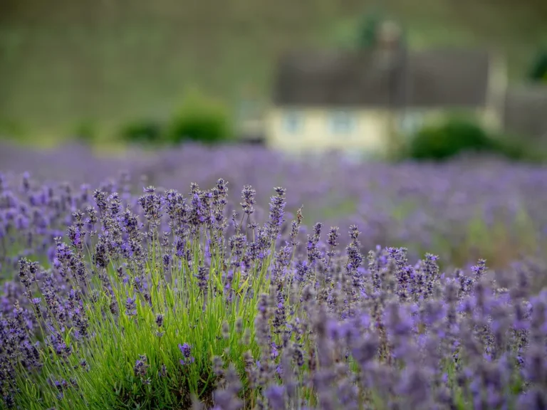 Rows of flowering lavender in a Cotswolds field near Snowshill