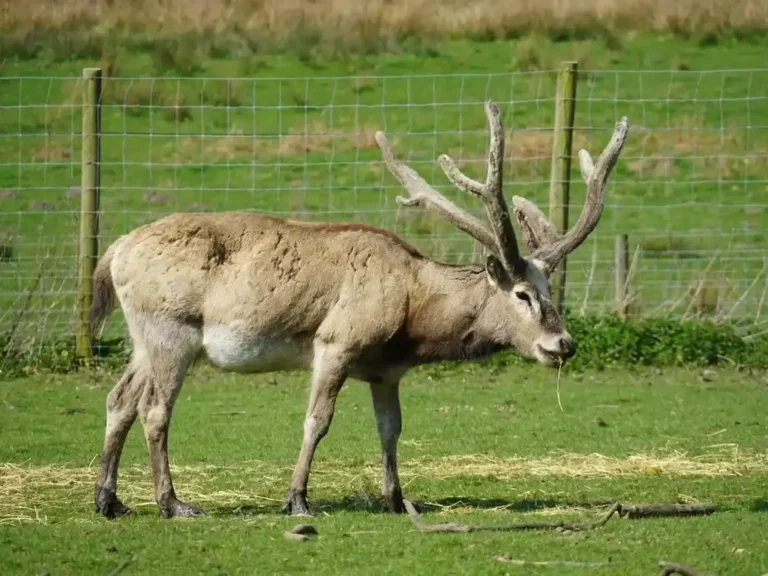 A stag with antlers in velvet grazing behind a wire fence in a deer park