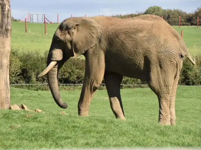 An African elephant walking across the grass of a safari-park paddock