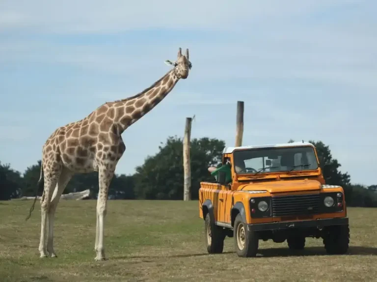 A giraffe standing beside an orange safari truck on open parkland