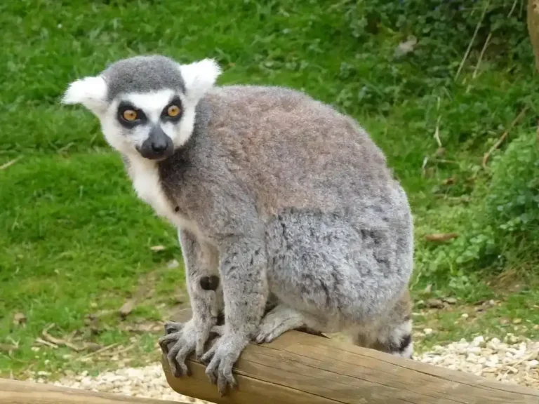A ring-tailed lemur perched on a wooden rail at a wildlife park