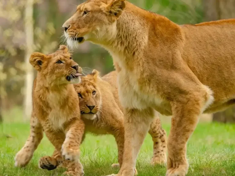 A lioness standing over her two playing cubs on safari-park grass
