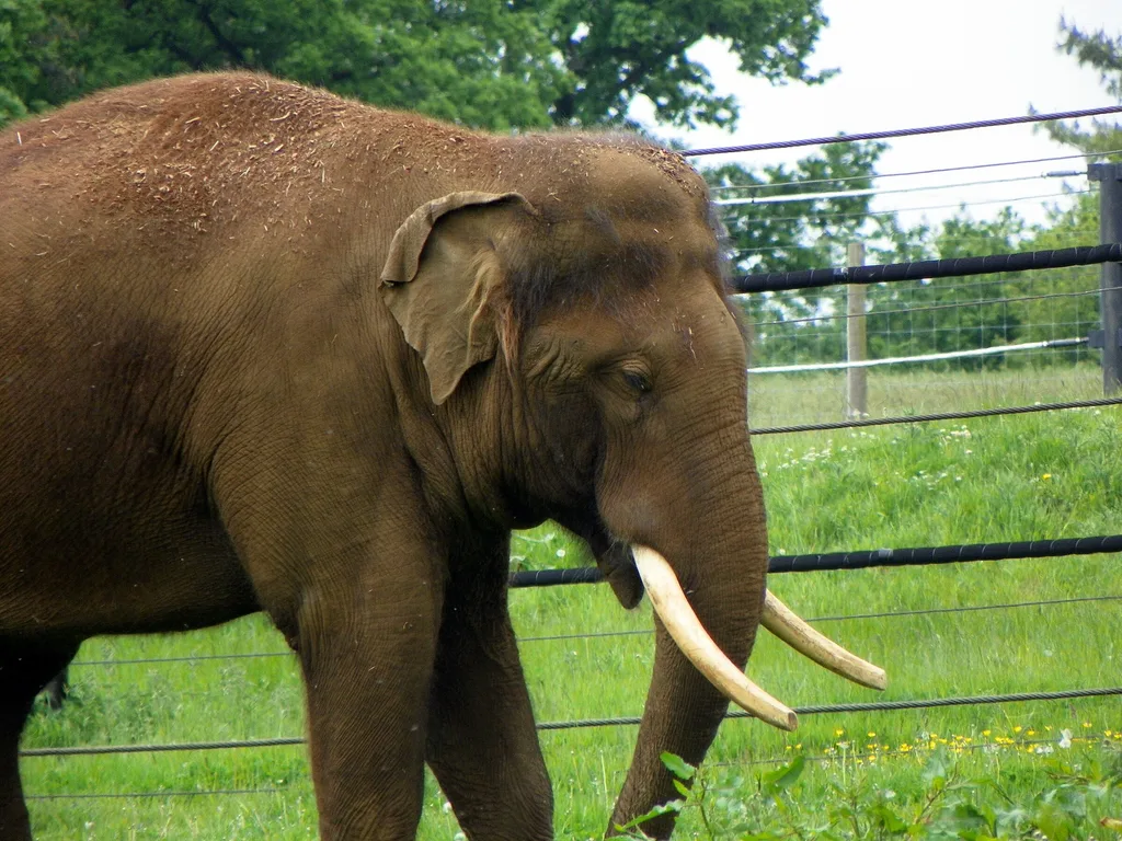 An Asian elephant walking across grass at Woburn Safari Park