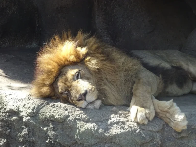 A male lion with a full mane resting inside a safari reserve