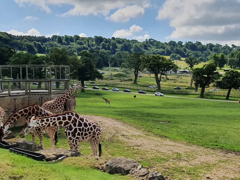 Giraffes standing on green parkland in an English safari park