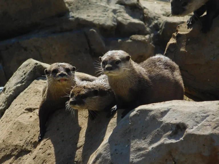 Three otters on the rocks of their enclosure at Woburn Safari Park