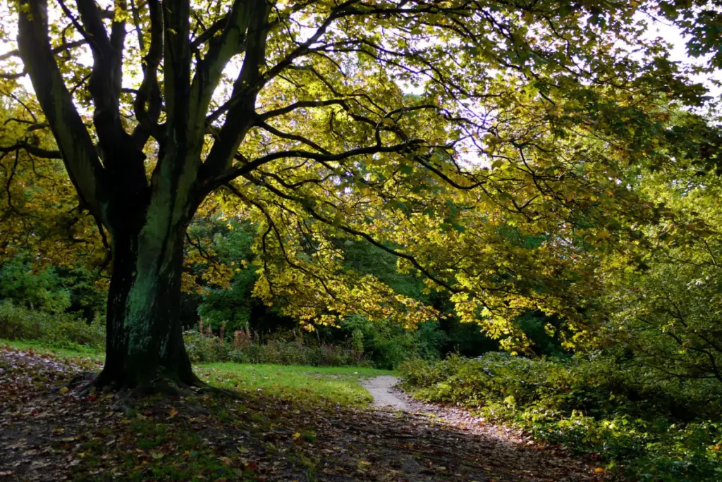 A large tree in full golden autumn colour on Hampstead Heath in London