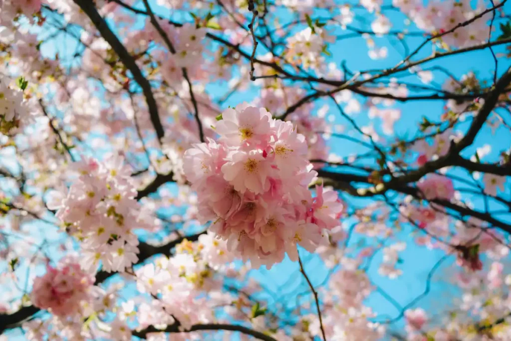 Cherry blossom in full bloom against a clear blue spring sky