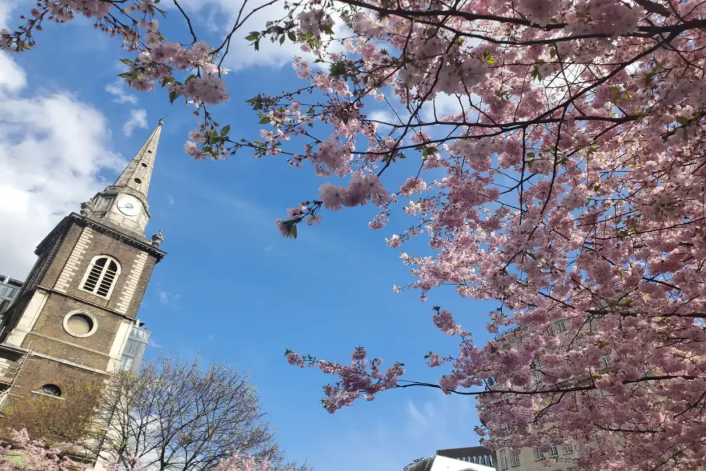 Cherry blossom in bloom beside a London church in early spring