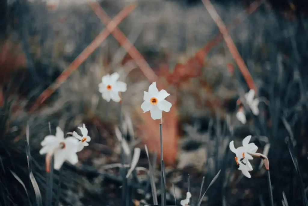 Daffodils in bloom in a London park in late winter