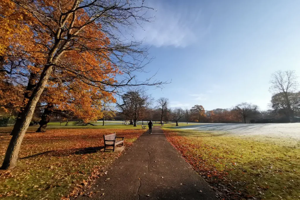 A London park path covered in golden leaves in early autumn