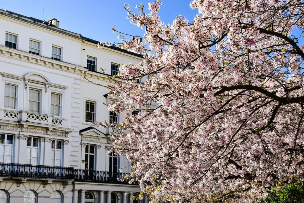 Spring blossom beside a classic London building facade on a sunny day