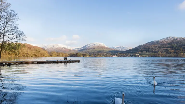 Swans on Lake Windermere at Waterhead near Ambleside